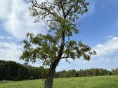 Parduodamas išskirtinis 5,06 ha sklypas ant - nuotraukos Nr. 20