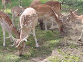 Parduodama Išskirtinė Sodyba - nuotraukos Nr. 21