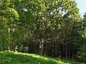 Parduodama sodyba su 11.24 ha žemės sklypu, - nuotraukos Nr. 11
