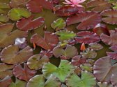 Parduodamas namas Nemakščių miestelyje, kuris - nuotraukos Nr. 6