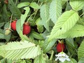 Parduodamas 2023 m. statybos namas su - nuotraukos Nr. 38