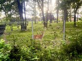Parduodama  namų valdos sklypo dalis - 10,76 - nuotraukos Nr. 7