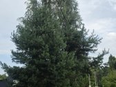 Parduodamas Sodo Namas Su Dideliu Ūkiniu - nuotraukos Nr. 12