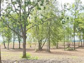 Parduodami Komercinės Paskirties Sklypai, - nuotraukos Nr. 3