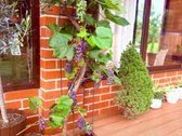 Išskirtinis namas uždaroje gyvenvietėje – - nuotraukos Nr. 14