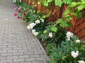Parduodamas individualaus projekto pilnai - nuotraukos Nr. 29