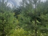 Parduodamas pušų apsuptyje labai gražus - nuotraukos Nr. 2