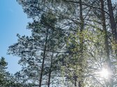 Didelė, daugiau nei pusės hektaro namų valda - nuotraukos Nr. 30