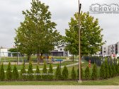 Privačiame Ir Prestižiniame „Malūno Parkas“ - nuotraukos Nr. 22