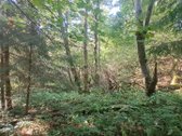 Gražioje ir ramioje vietoje Maciuičiuose - nuotraukos Nr. 11