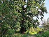 Skirsnemunėje parduodamas dviejų aukštų - nuotraukos Nr. 35