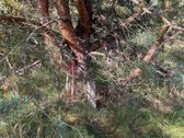 Parduodamas Sklypas Sodybai Aukštadvario - nuotraukos Nr. 14