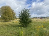 Parduodamas sklypas Druskininkuose prie Nemuno! - nuotraukos Nr. 5