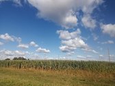 Parduodamas 3,1 ha ariamos žemės sklypas.