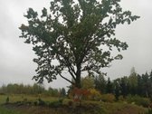 Parduodamas Namas Su 0,7260 ha Sklypu - nuotraukos Nr. 34