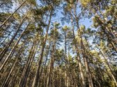 Šviesus, Stilingas Ir Jaukus A+ Klasės Namas - nuotraukos Nr. 26