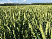 Parduodamas pelningas augalininkystės ūkis
