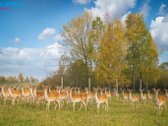 Parduodamas 8,91 ha Sklypas Su ~100 Danielių, - nuotraukos Nr. 3