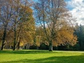 Ši nuostabi pamiškė, su išlikusiais senais - nuotraukos Nr. 3