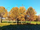 Ši nuostabi pamiškė, su išlikusiais senais - nuotraukos Nr. 2