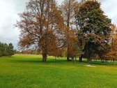 Ši nuostabi pamiškė, su išlikusiais senais - nuotraukos Nr. 6