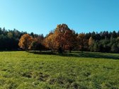 Ši nuostabi pamiškė, su išlikusiais senais - nuotraukos Nr. 5