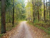Ši nuostabi pamiškė, su išlikusiais senais
