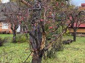 Parduodamas sodo sklypas su nameliu senojoje - nuotraukos Nr. 7