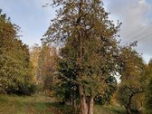 Parduodama sodyba yra vaizdingoje gamtos - nuotraukos Nr. 3