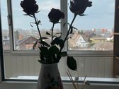 Trumpalaikei nuomai siūlomas jaukus, pilnai - nuotraukos Nr. 29
