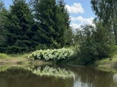 3,86 ha sklypas su statybos leidimu greta - nuotraukos Nr. 8