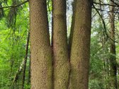 3,86 ha sklypas su statybos leidimu greta - nuotraukos Nr. 9