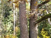 3,86 ha sklypas su statybos leidimu greta - nuotraukos Nr. 10