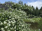 3,86 ha sklypas su statybos leidimu greta - nuotraukos Nr. 11