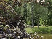 3,86 ha sklypas su statybos leidimu greta - nuotraukos Nr. 12