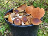 3,86 ha sklypas su statybos leidimu greta - nuotraukos Nr. 14