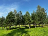 Parduodami 6 išskirtiniai namų valdos sklypai - nuotraukos Nr. 31