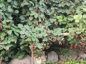 Parduodama autentiška ,100 liepų sodyba - nuotraukos Nr. 19