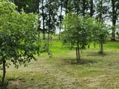 Parduodama autentiška ,100 liepų sodyba - nuotraukos Nr. 20