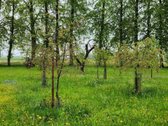 Parduodama autentiška ,100 liepų sodyba - nuotraukos Nr. 22