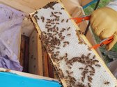 Parduodama autentiška ,100 liepų sodyba - nuotraukos Nr. 26