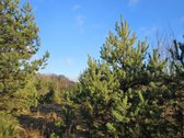Parduodami trys žemės ūkio paskirties sklypai - nuotraukos Nr. 10
