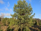 Parduodami trys žemės ūkio paskirties sklypai - nuotraukos Nr. 11
