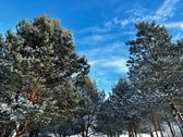 Parduodami 6 išskirtiniai namų valdos sklypai - nuotraukos Nr. 35