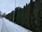 Šalia pušyno parduodamas 6,69 a. žemės - nuotraukos Nr. 4