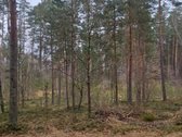 Parduodamas 1.3ha miško ūkio paskirties - nuotraukos Nr. 7
