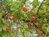 Ukmergės Rajone, Tolučių K. parduodamas Namas - nuotraukos Nr. 14