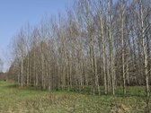 Ieškote vietos savo būstui ar poilsiui gamtos - nuotraukos Nr. 2