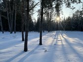 Bendras plotas 2,3802ha, miško paskirties 0 - nuotraukos Nr. 2