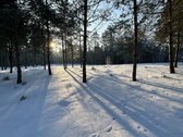 Bendras plotas 2,3802ha, miško paskirties 0 - nuotraukos Nr. 11